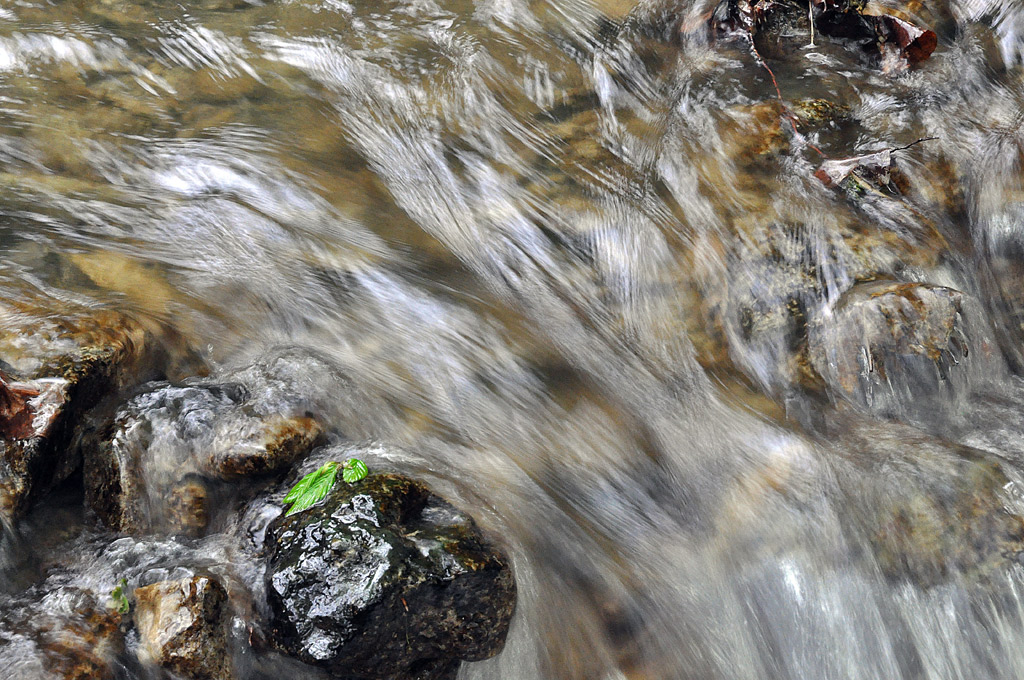 Acqua e foglie1