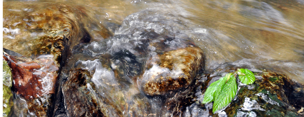 Acqua e foglie2