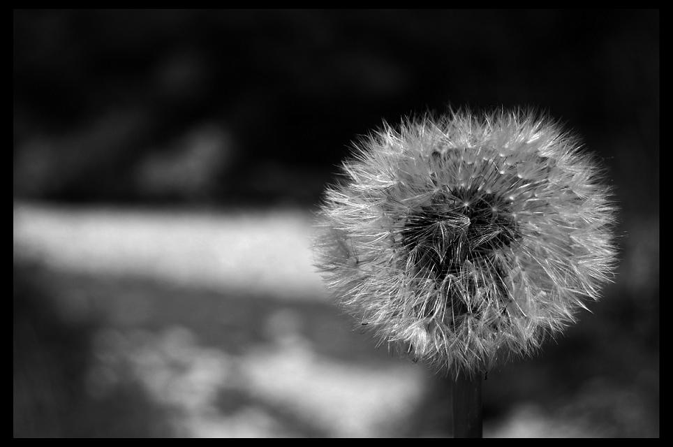 Soffione