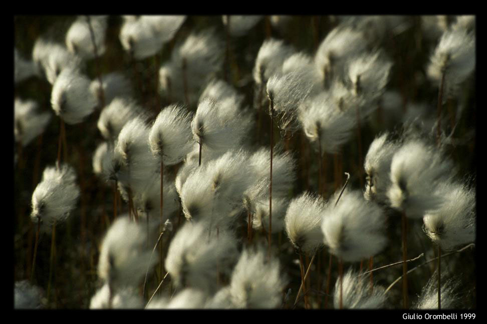 Greenland - flora