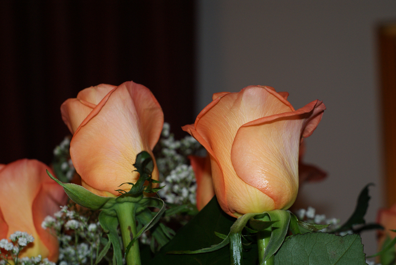 rose