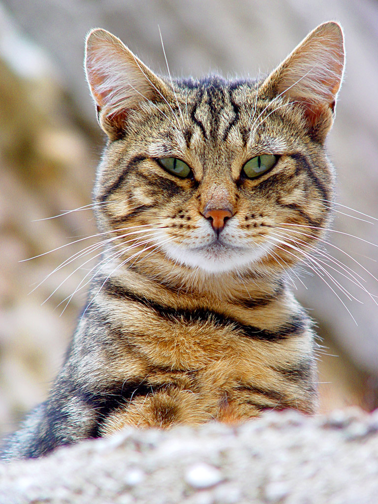 Gatto