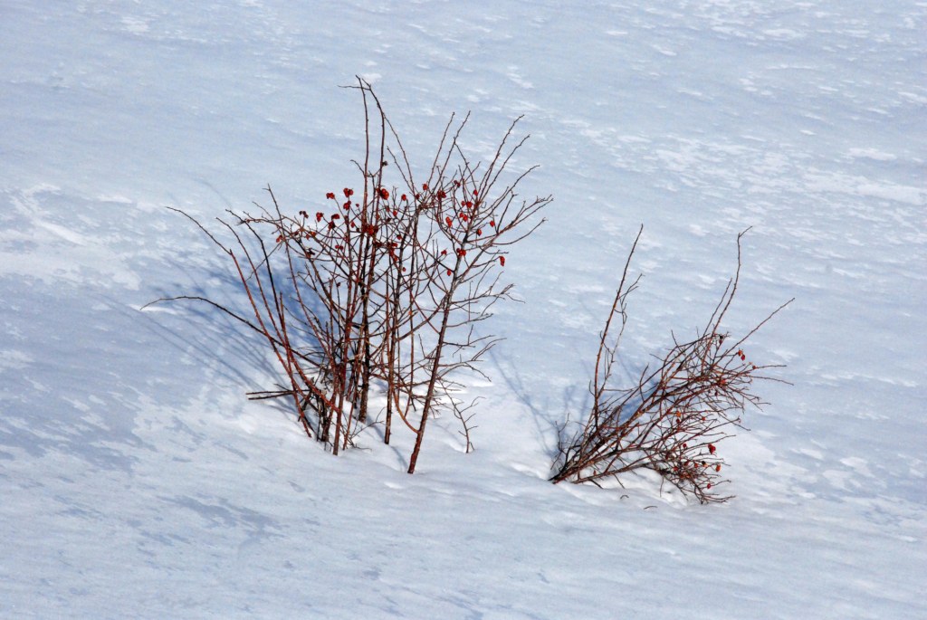 rosa canina