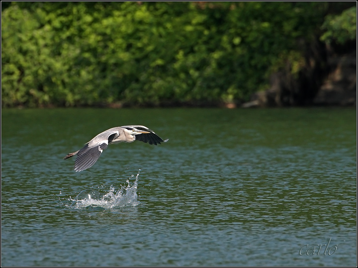 airone in volo con tuffo di carpa