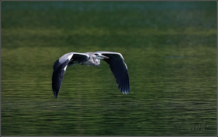 airone in volo