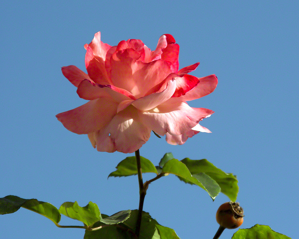 roso-rosa