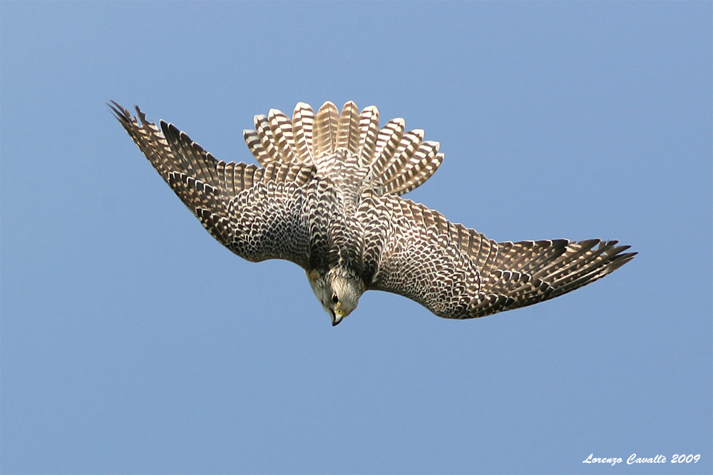 Falco biarmicus in picchiata