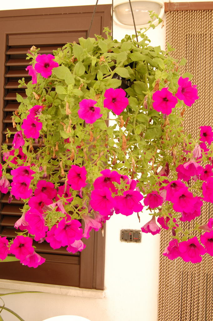fiore chiuso.