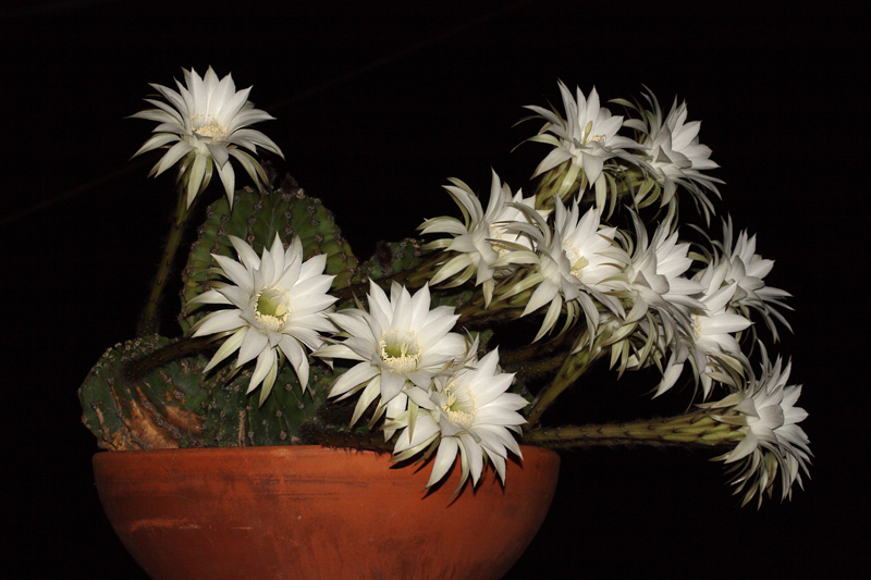 Echinopsis