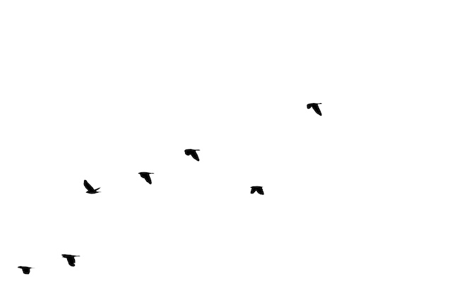 Volo