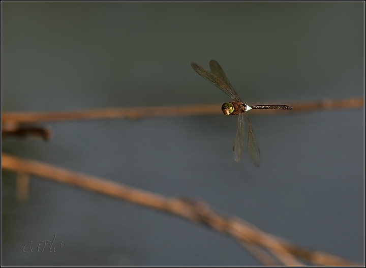 libellula in volo 2