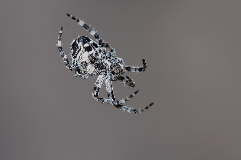 aracnide