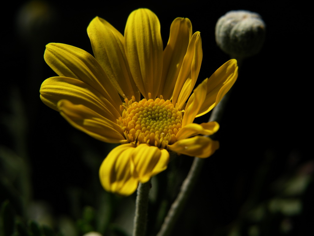 Giallo!