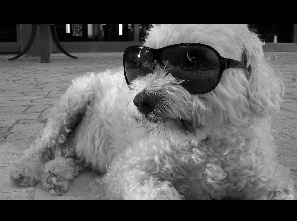 il cane pi figo