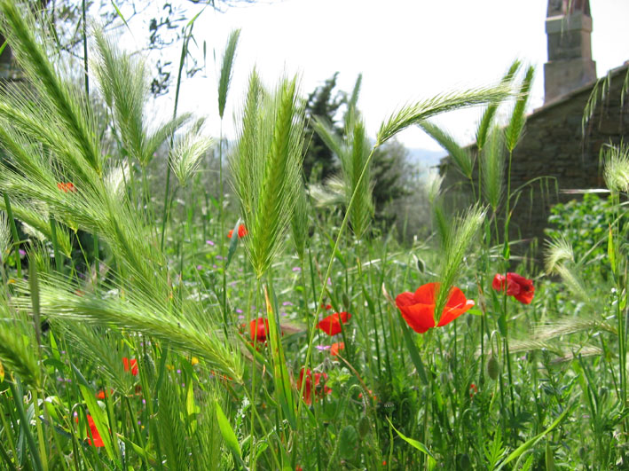 toscana