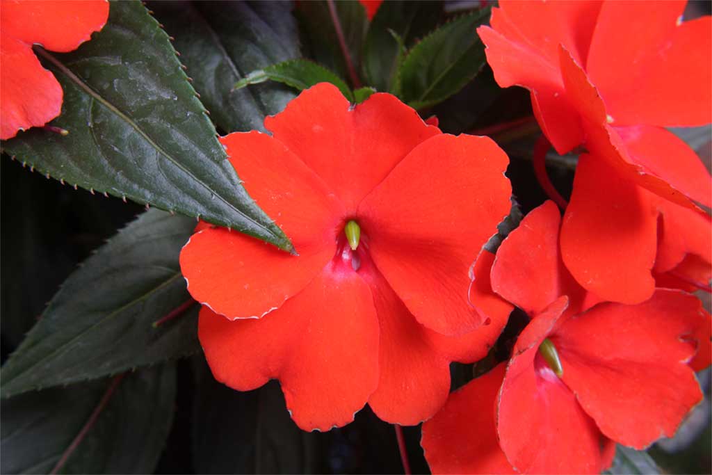 Rosso