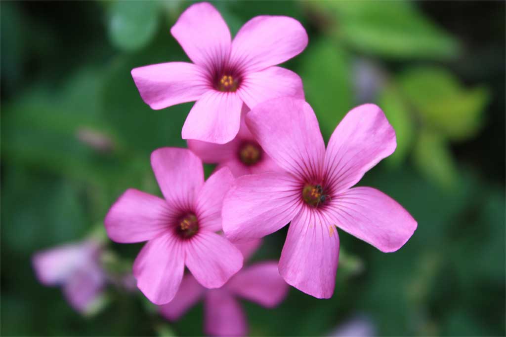Rosa