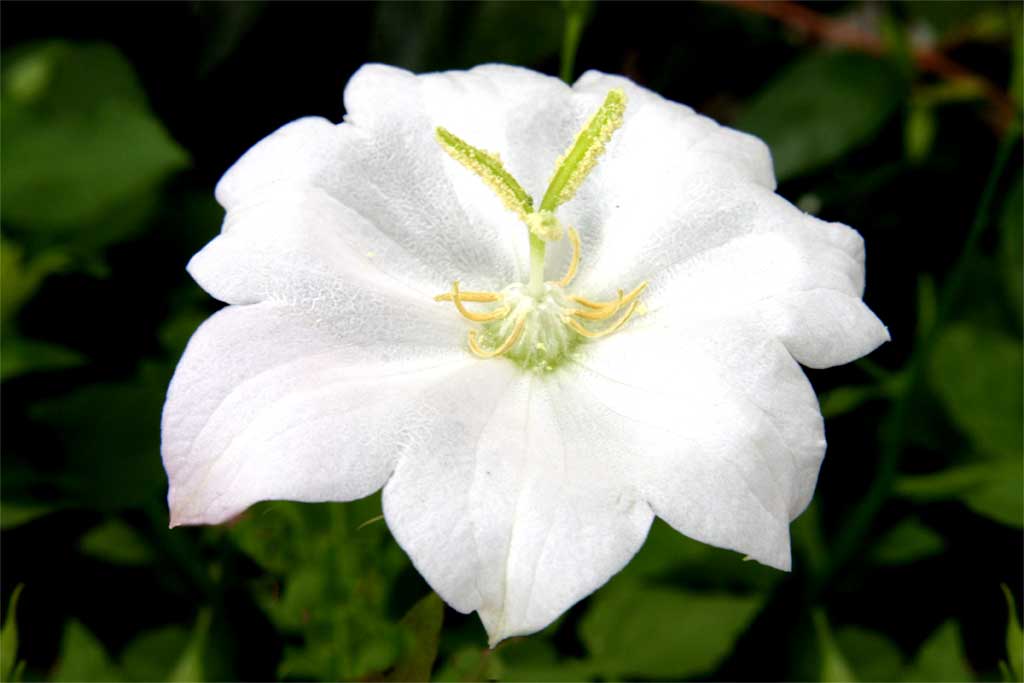 Bianco