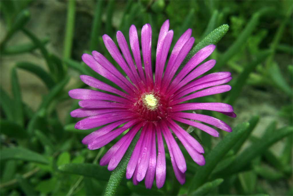 Viola