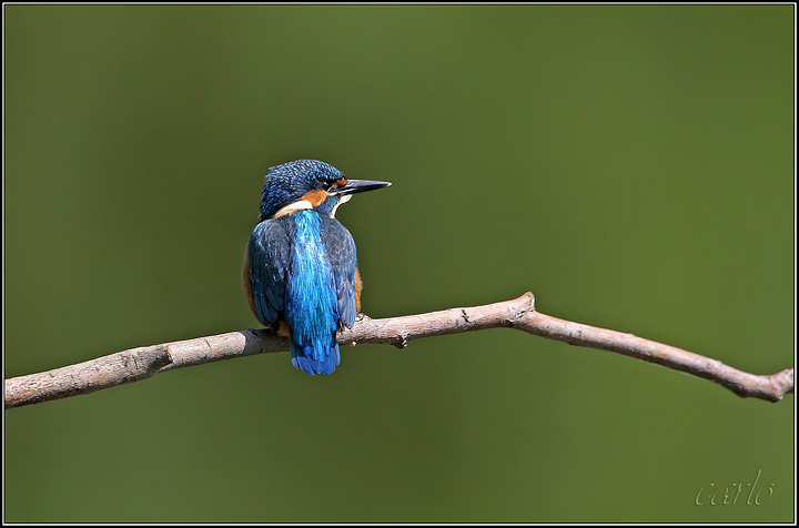 martino