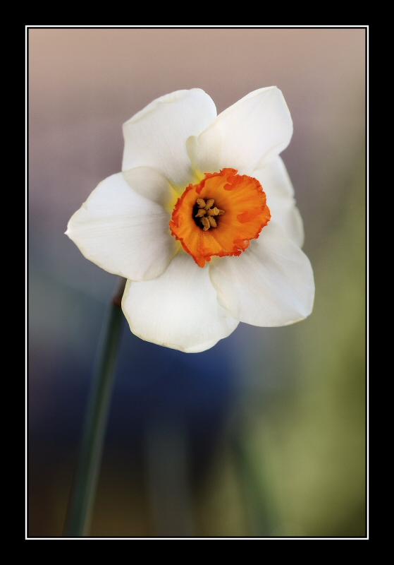 Ricordo di primavera