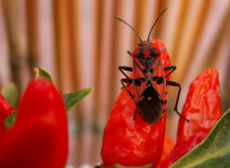 red-hot-coleottero