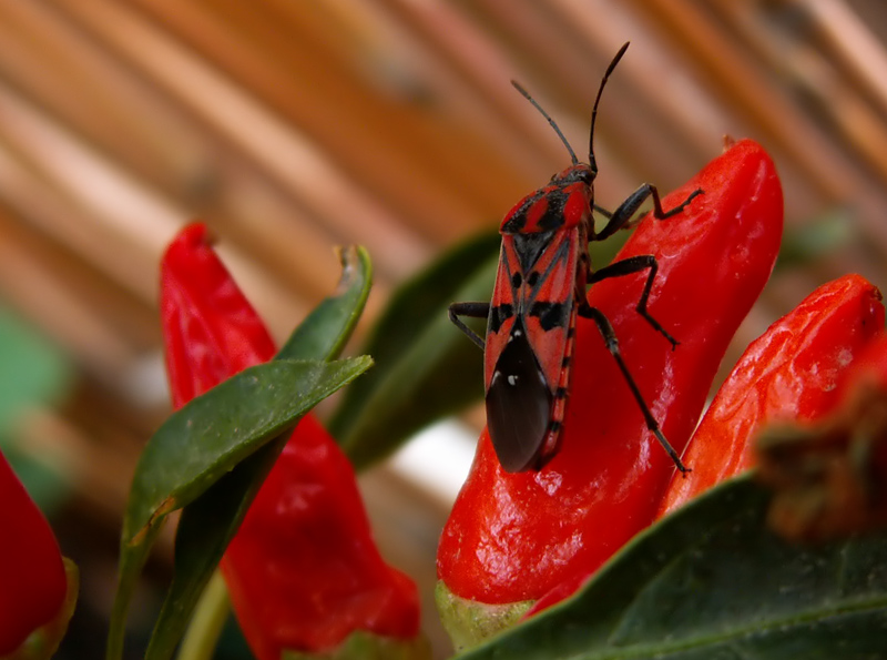 red-hot-coleottero2