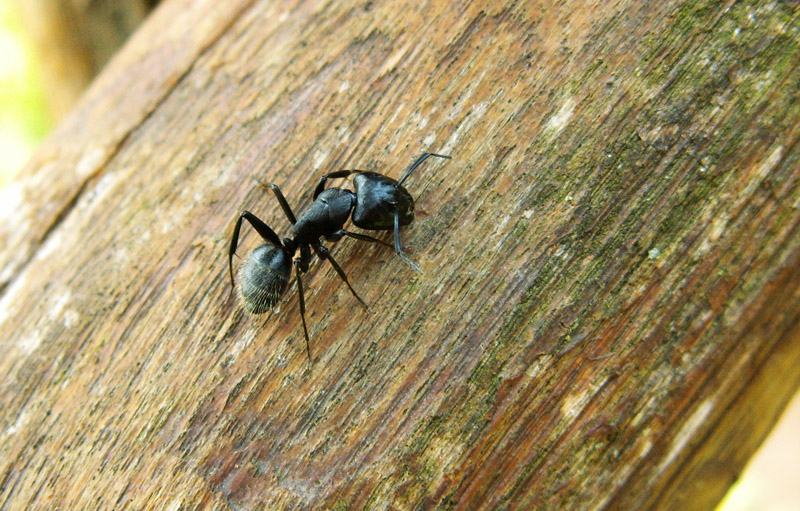 ant