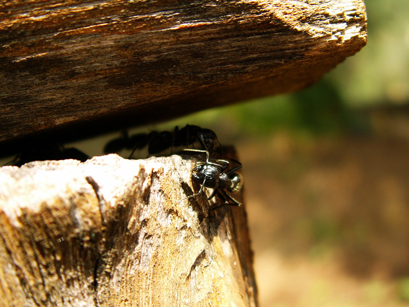ants