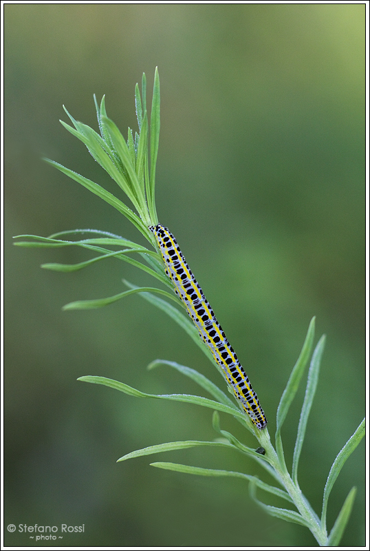 Bruco verticale