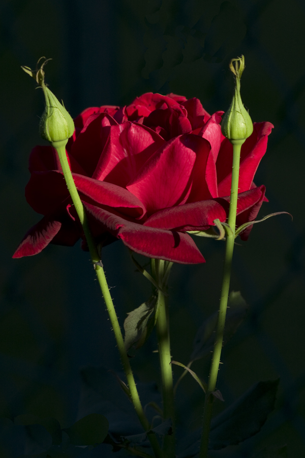 la rosa delle tenebre