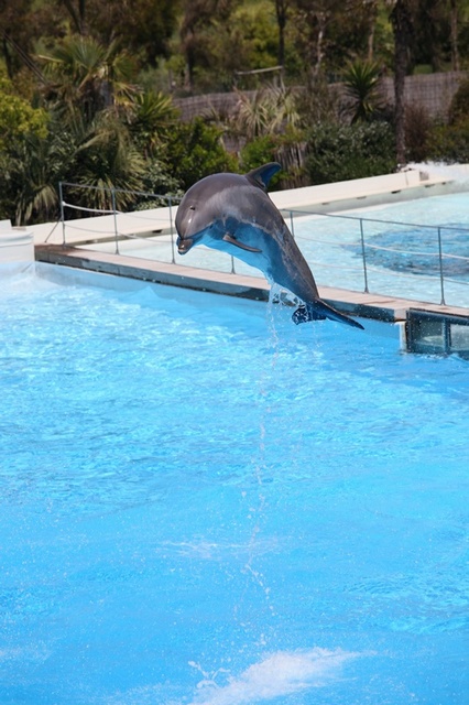 Il salto