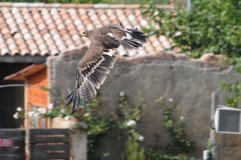 L' Aquila