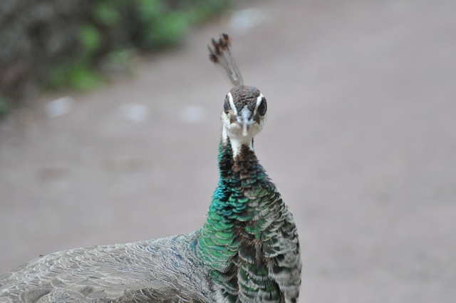 Zoo