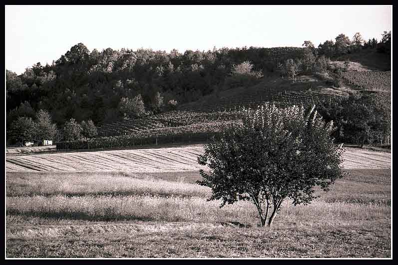 terra del dolcetto