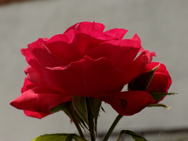 nel mio giardino