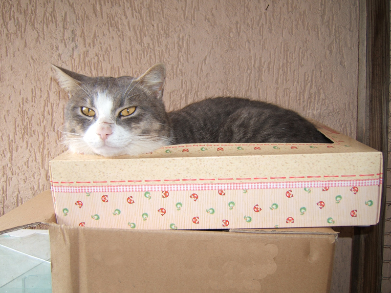 il mio micio