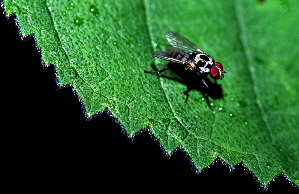 LA MOSCA