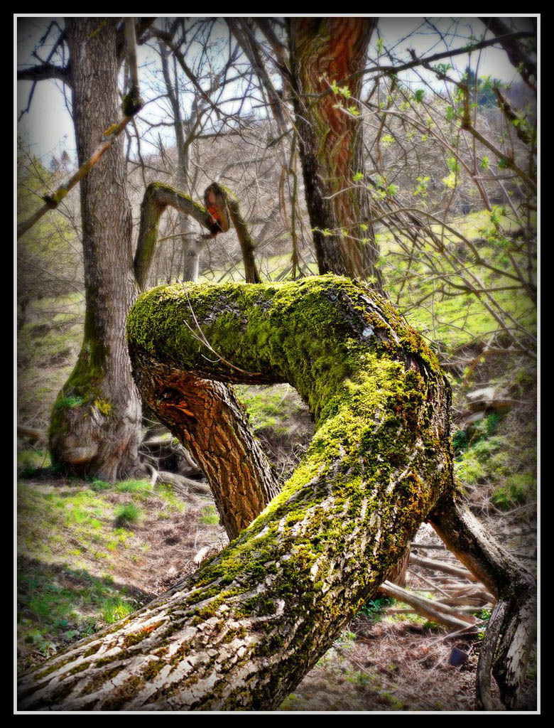 Il bosco incantato