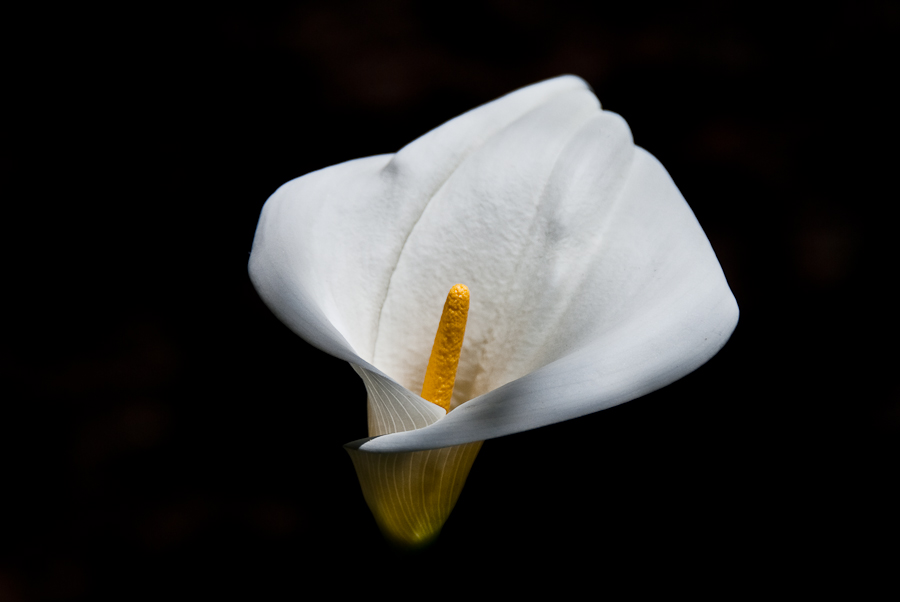 Calla's