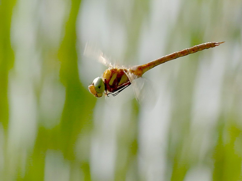 Anax in volo