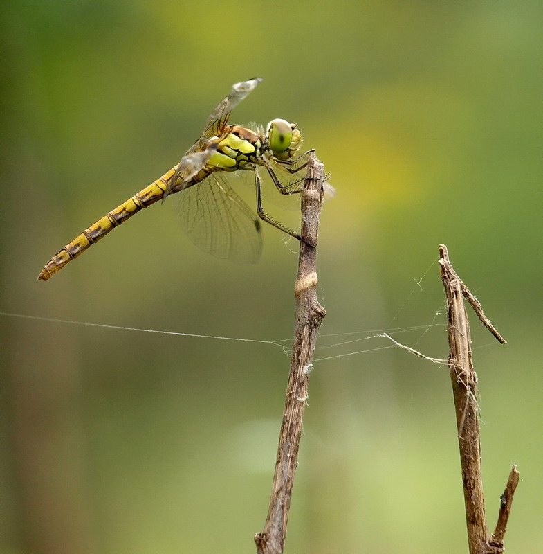 dragonfly