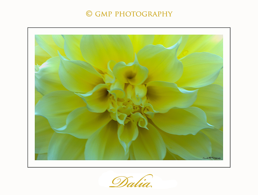 Dalia