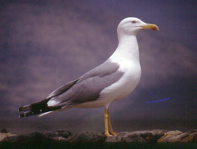 Gabbiano reale