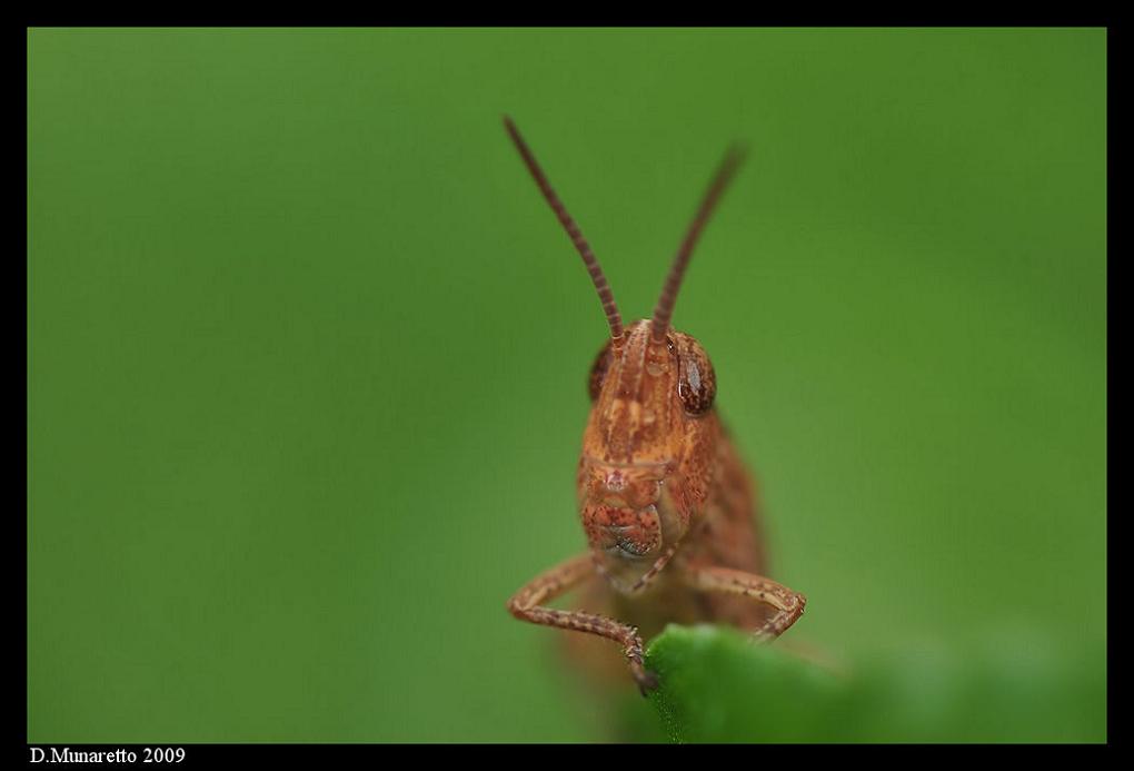 Cavalletta...modello! Cavalletta...modello!