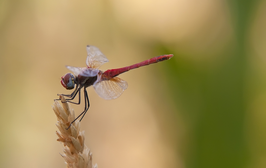 Libellula3