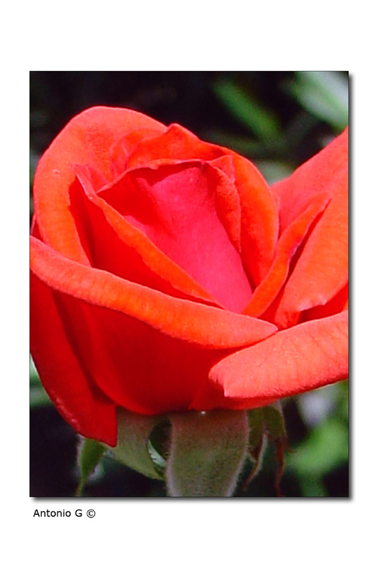 Rosa by "cut"