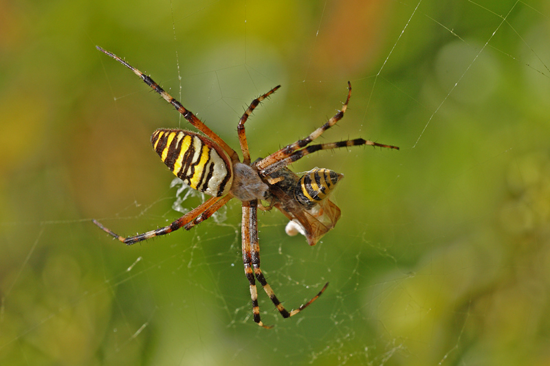 Argiope bruennichi 2