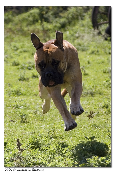 Bull Mastiff