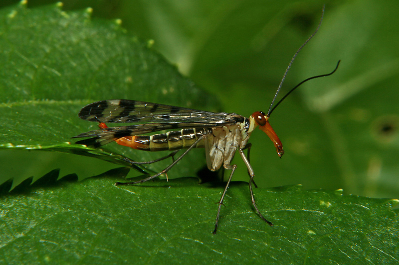 Mosquito